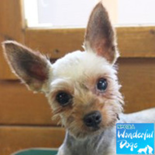 「P」推定2～3歳♀