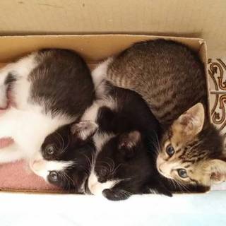 子猫の里親募集します！