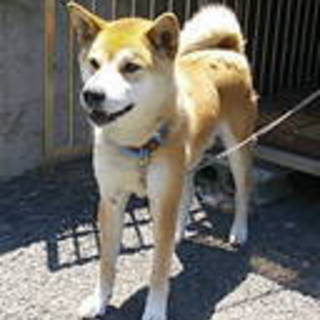 柴犬太郎くん３－５さい