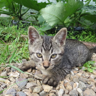仔猫たちの里親さん探しています