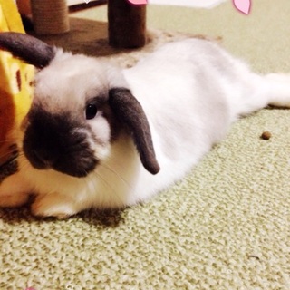 ナデナデ大好きなロップちゃん‼︎