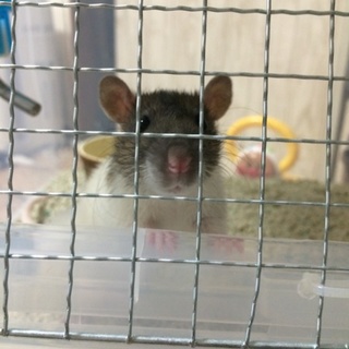 ファンシーラットの女の子