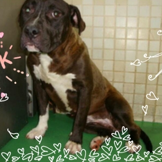 恐い顔にみえるけど優しいコ