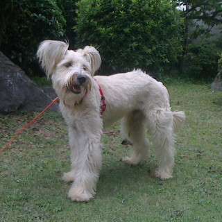 テリア系ベリー君家族募集！