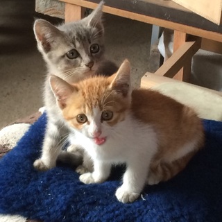 2ヶ月半きょうだい子猫