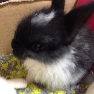 ウサギの赤ちゃん‼︎