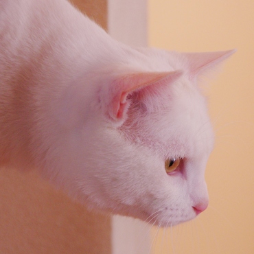 おもちゃにロックオン