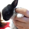 ウサギの赤ちゃん‼︎ サムネイル2