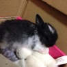 ウサギの赤ちゃん‼︎ サムネイル4