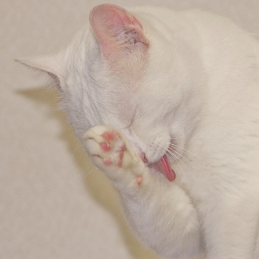 お手入れお手入れ