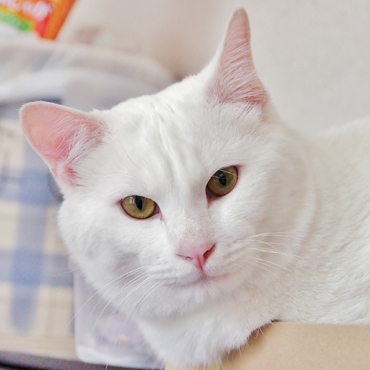 丸っこいイケ猫