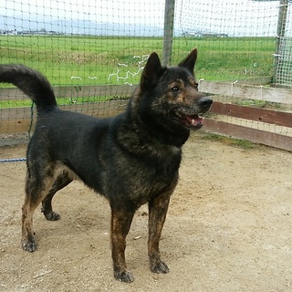 甘えん坊ロク君