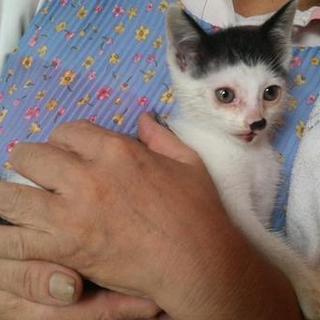 ひとなつっこい白黒の男の子