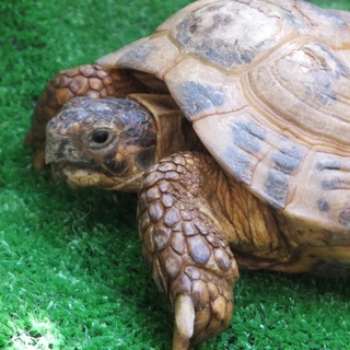 訳ありリクガメさん　良い飼い主様が見つかりました