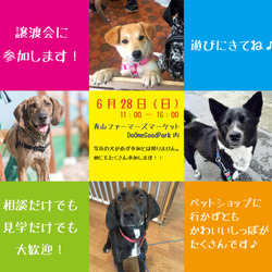 6月28日東京青山にて譲渡会！！