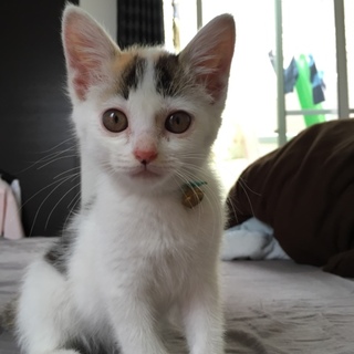足立区美三毛猫生後約２ヶ月女の子