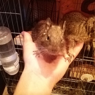 【里親決まりました】デグー募集！