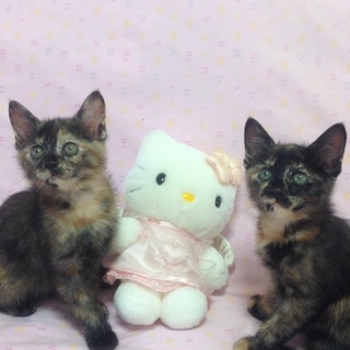 サビ茶の可愛い姉妹２匹の子猫の里親募集します