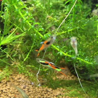 【グッピー】【エンドラーズ】（両方か1種か選択可）