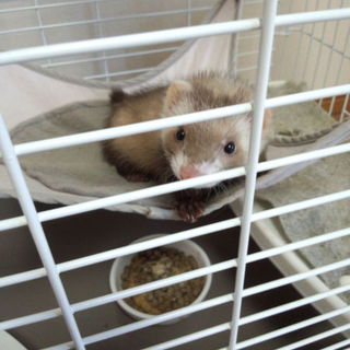 やんちゃなフェレット♀の里親を募集しております。