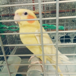 探しています。