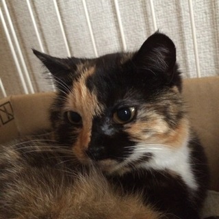 ベタ慣れの超小柄な三毛猫さん