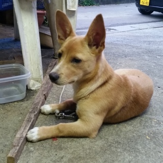 新しい家族に出会えました。ありがとうございました。