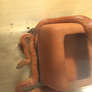 コーンスネーク