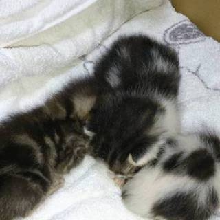 生後2週間✨オス1匹