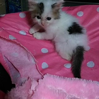 地域猫現場に遺棄された可愛いキジ白３兄妹 