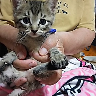 地域猫現場に遺棄された甘えん坊のキジトラ３兄妹 