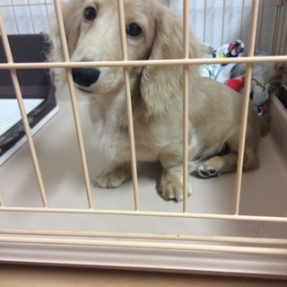 血統書付きの5か月のダックスです