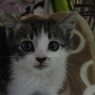 いつもより添う姉妹猫☆彡