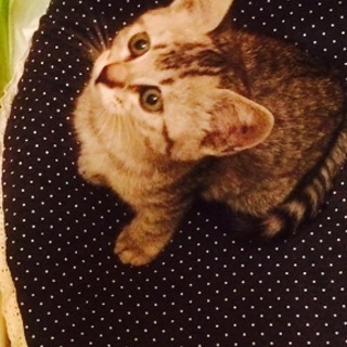 抱っこ大好きゴロゴロ仔猫さん☆彡