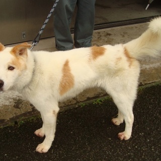 1ヶ月ぶりに飼い主さんの処に戻る事ができました！！