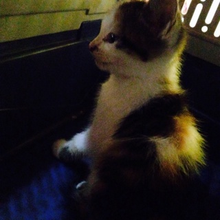 うちの外に捨てられ泣いていた子猫