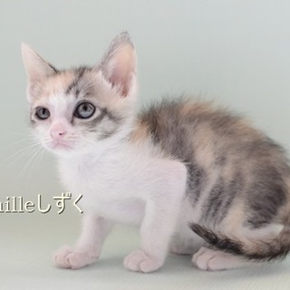 子猫のしずくちゃん　里親様募集! 