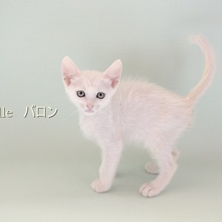 白子猫のバロン君　里親様募集! 