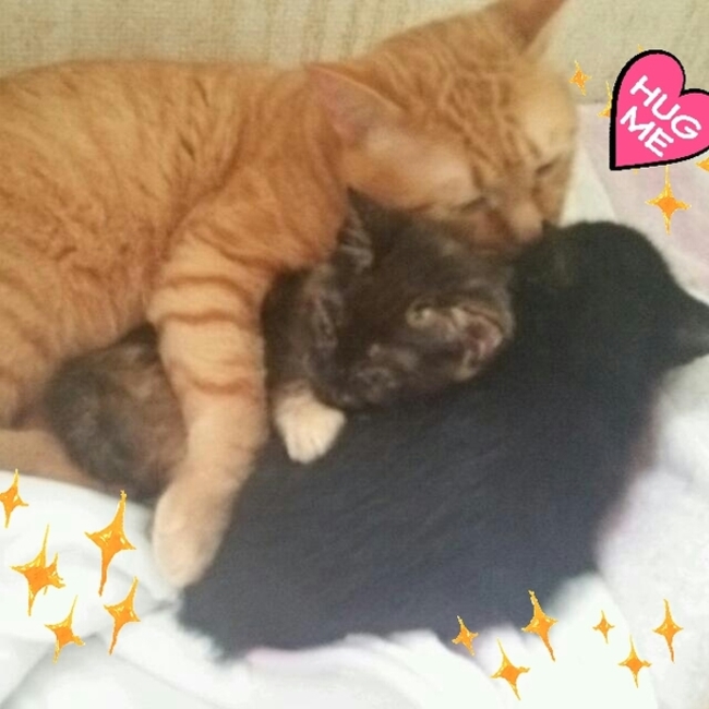 ともこもこのカバー写真