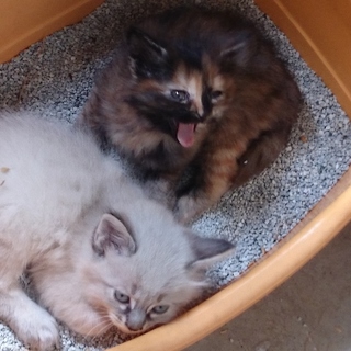 2匹の仔猫の里親探してます❗