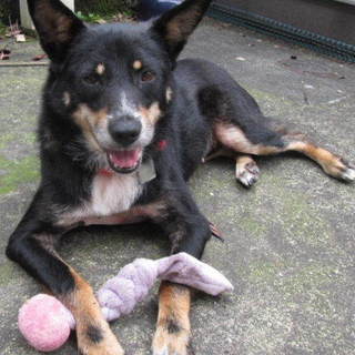 黒柴風、穏やか「ルリコ」です