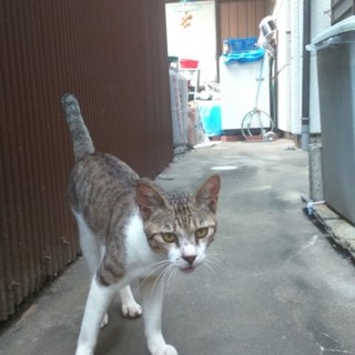 迷い猫の里親募集