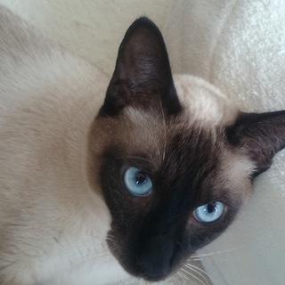 1歳オス猫　とても甘えっ子です