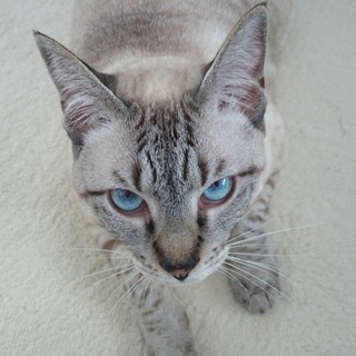 1歳メス猫　とても甘えっ子です