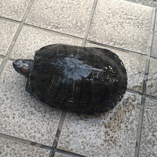 ミドリガメ 里親募集 青年期 東京