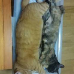 ボテ腹くんとサビちゃんと黒くん