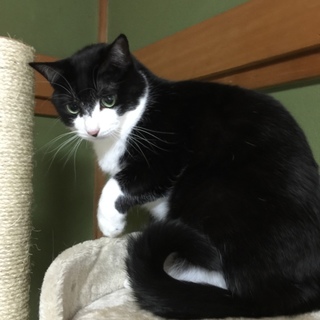 グリーンアイ＆タキシードの美形猫・最胡道クン