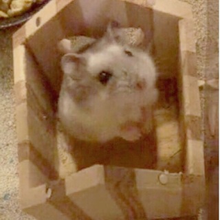 ジャンガリアンハムスターの里親募集です