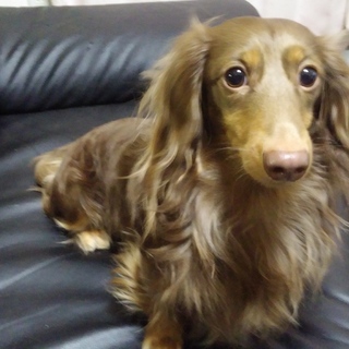 ミニチュアダックス♂2才