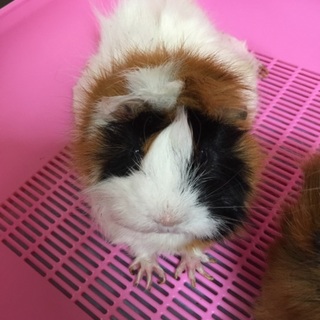 里親成立しましたっ